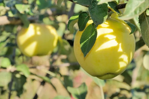 Sonnenstrahl auf gelbem Apfel — Stockfoto