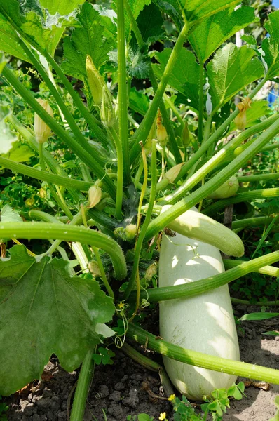 Bush of squash with different stage of growing — Stock Photo, Image