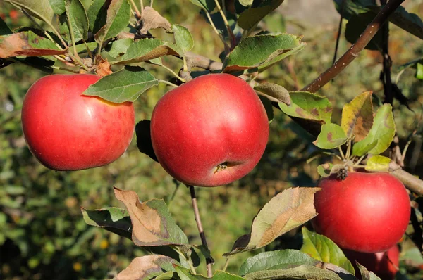 Branche avec trois pommes rouges — Photo