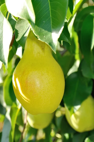 Gran fruta madura en la rama —  Fotos de Stock