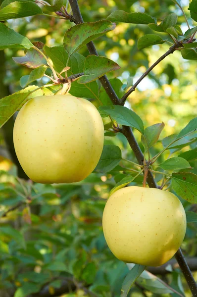 Jardín de manzanas de otoño —  Fotos de Stock