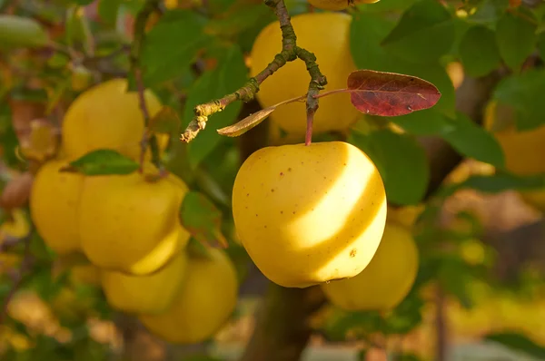 Autumn apple garden — Stock Photo, Image