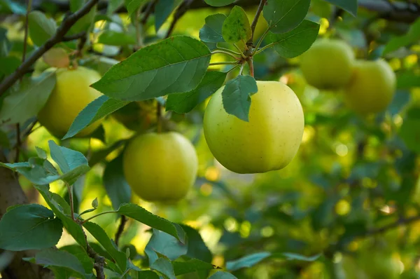 Jardin de pommes d'automne — Photo