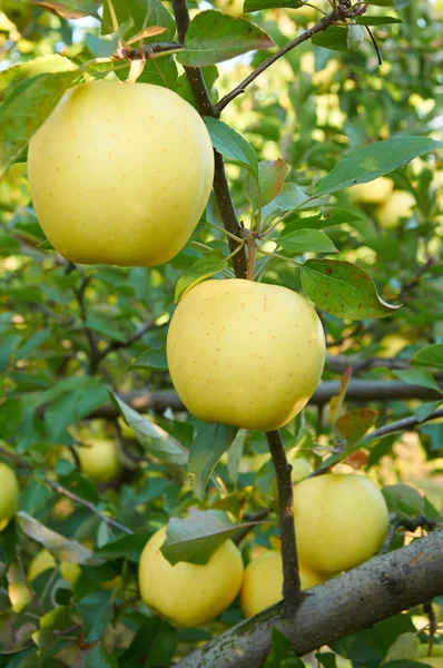 Gradina de mere de toamna — Fotografie, imagine de stoc