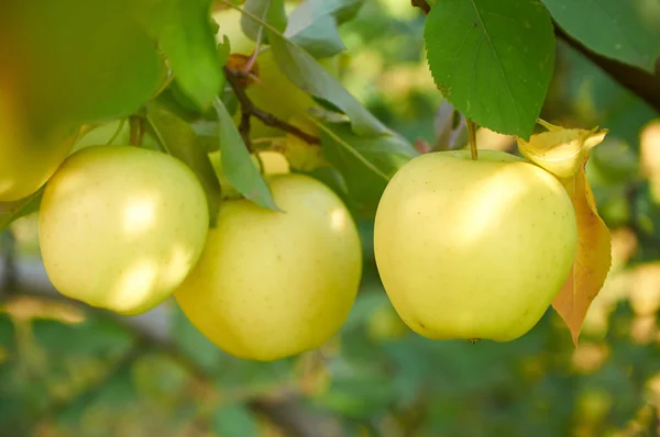 Jardín de manzanas de otoño —  Fotos de Stock