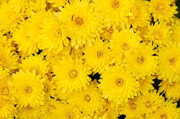 黄色い菊背景 — ストック写真