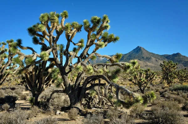 Der joschua-baum in der wüste arizona — Stockfoto