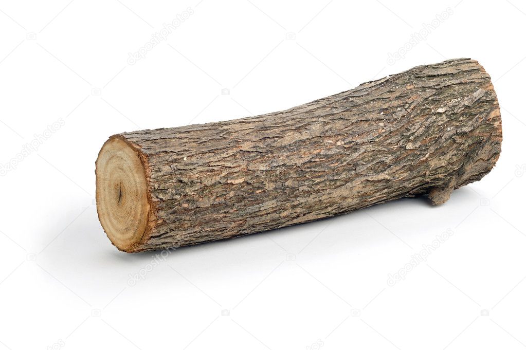 willow log isolated