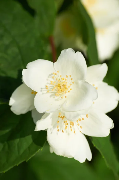 在布什的白色茉莉花 — 图库照片