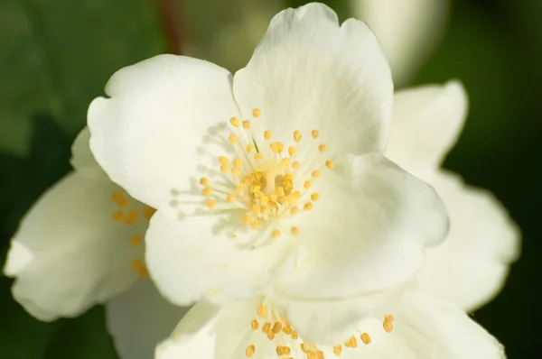 Bílá květina jasmínový na bush — Stock fotografie