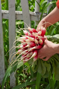 kadın el holdig bir demet turp