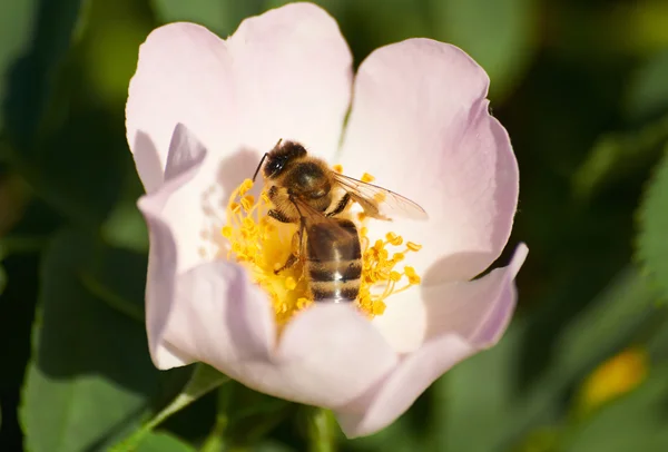 La abeja en la flor de la zarza — Foto de Stock