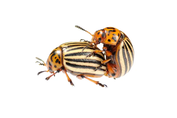 Dois insetos colorado conjugantes — Fotografia de Stock