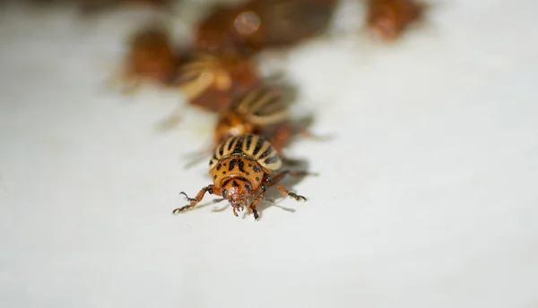 Veel colorado bugs kruipen — Stockfoto