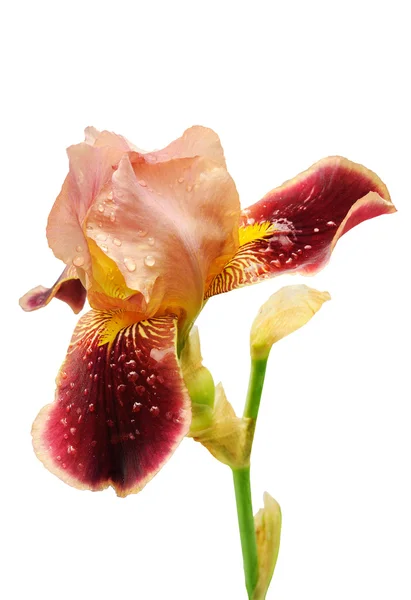 Burgundy iris flower isolated — Stock Photo, Image