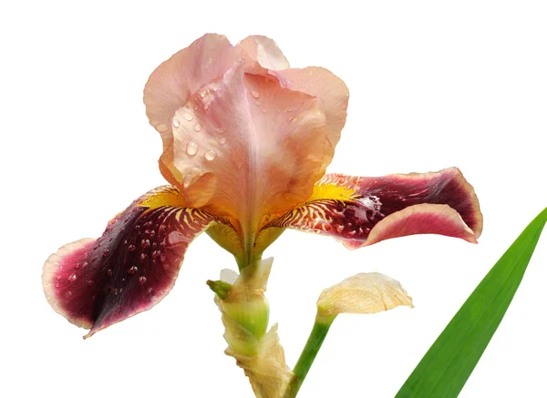 Burgundy iris flower isolated — Stock Photo, Image