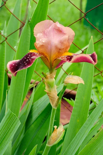 Burgunder Iris Blume im Garten — Stockfoto