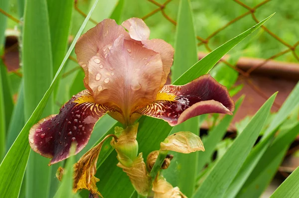 Bordo Iris Çiçek bahçesinde — Stok fotoğraf