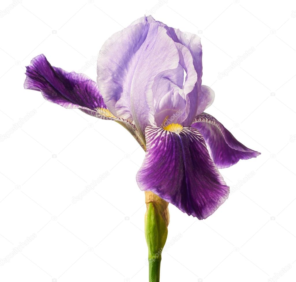 Iris flower isolated with clipping path