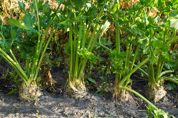 Root celery growing — Stock Photo, Image