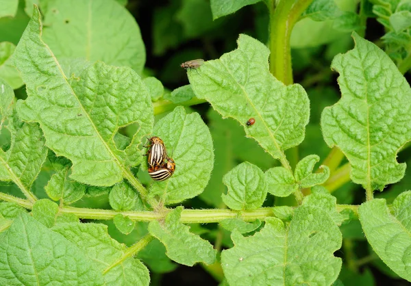 Two mature and one young colorado bug on the potato — Stock Photo, Image