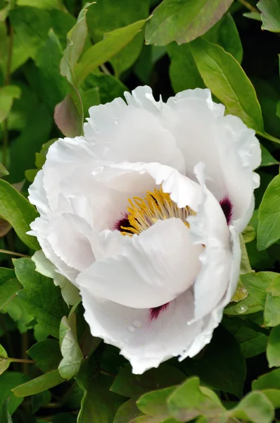 Big flower of white peony — Stock Photo, Image