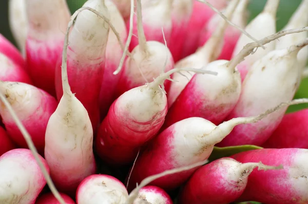 Bunch of long roots radishes — Stock Photo, Image