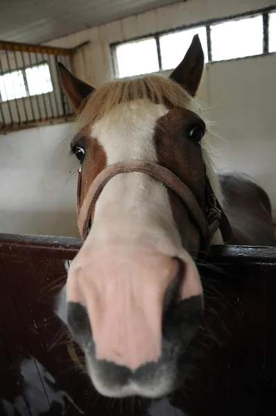 Horse head close-up — Stock Photo, Image