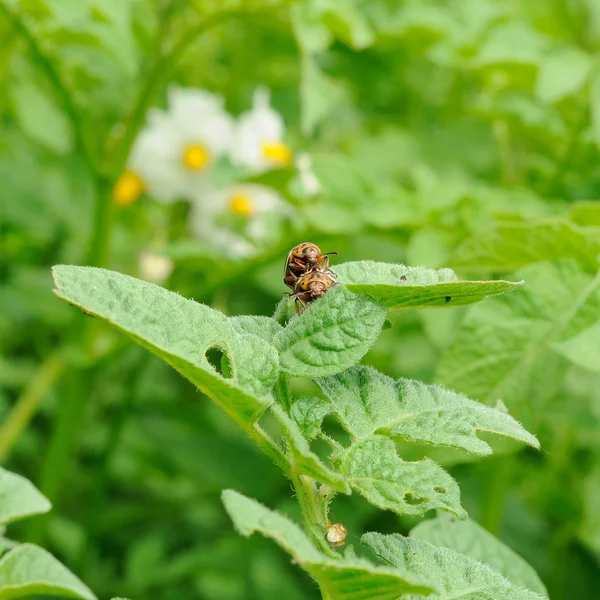 Two mature colorado bugs on the potato — Stock Photo, Image