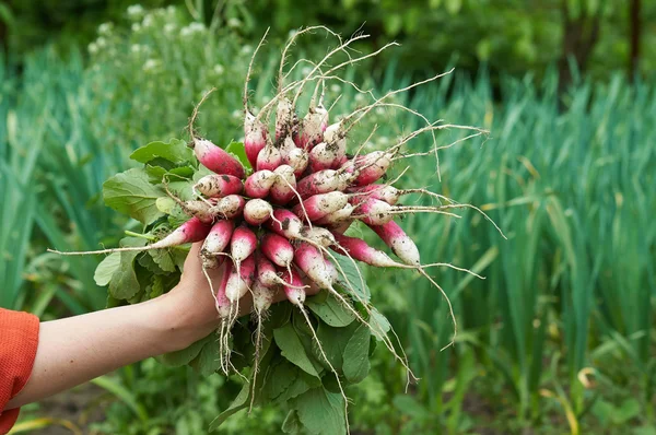 Vrouw hand holdig een bos van radijs — Stockfoto