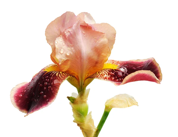 Burgundy iris flower isolated — Stock Photo, Image