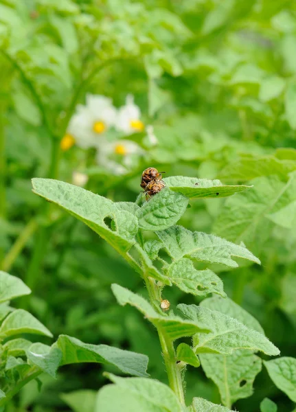 Two mature colorado bugs on the potato — Stock Photo, Image