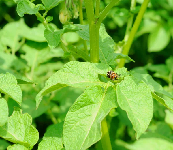 Mature colorado bug on the potato — Stock Photo, Image