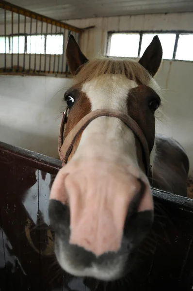 Horse head close-up — Stock Photo, Image