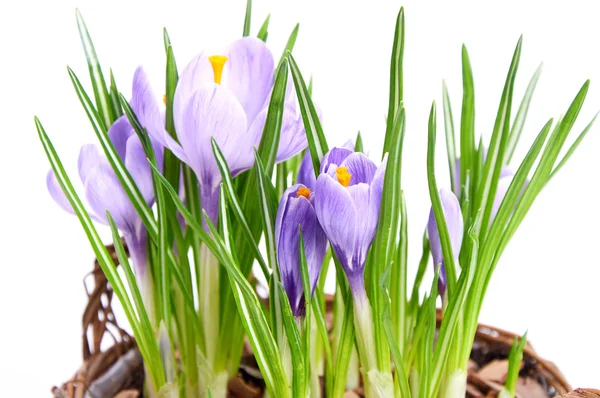 Several purple crocuses  in decorative basket — Stock Photo, Image