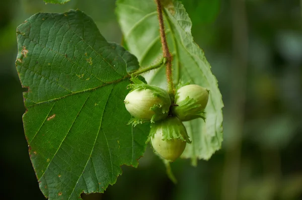 Three green hazelnuts — Stock Photo, Image