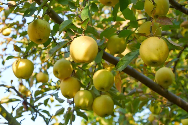 Jardín de manzanas de otoño —  Fotos de Stock