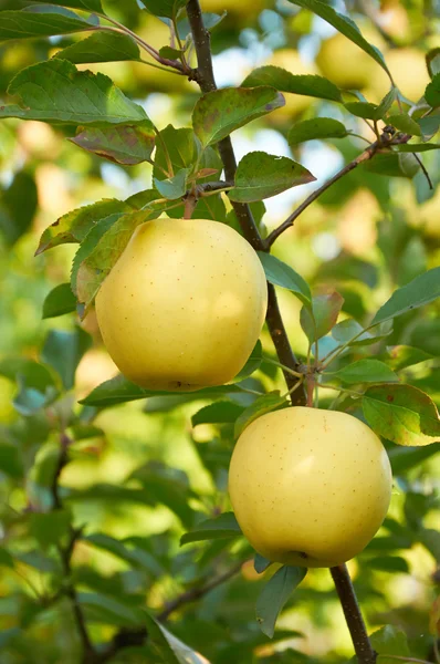 Apfelgarten im Herbst — Stockfoto