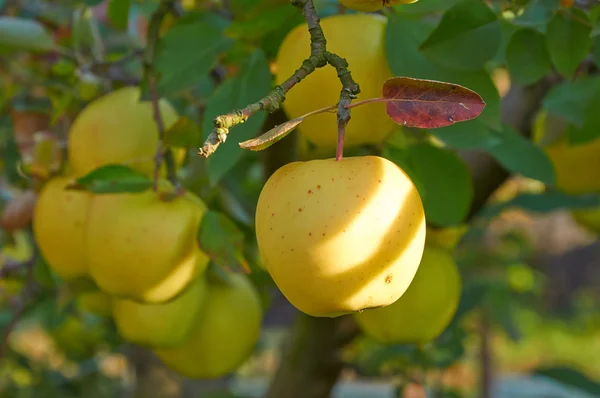 Höstens apple trädgård — Stockfoto