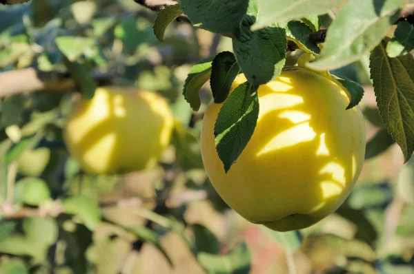 Sonnenstrahl auf gelbem Apfel — Stockfoto