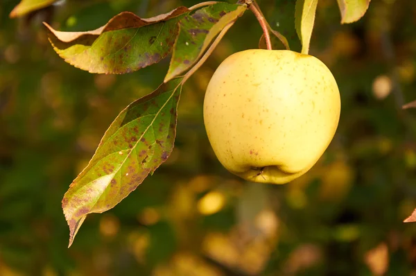 Una manzana en la rama — Foto de Stock