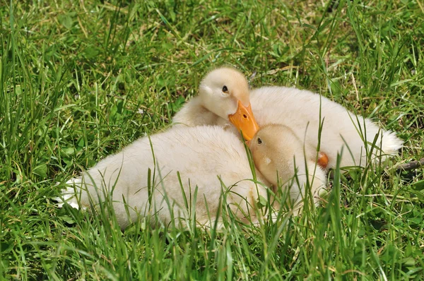 Two ducklings laying on the grass — Stock Photo, Image