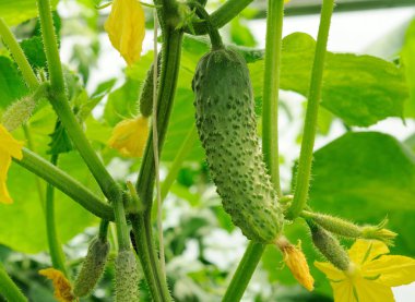 Genç salatalık büyüyen ve salatalık yumurtalık