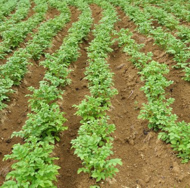 Ukraynalı carpatian içinde büyüyen patates satırları