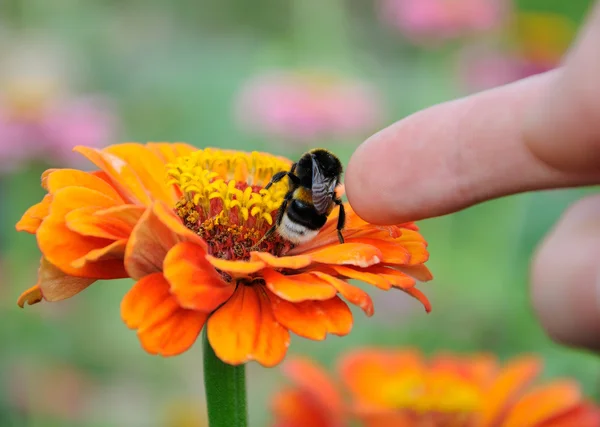 Bumblebee zinnia çiçeği üzerinde — Stok fotoğraf