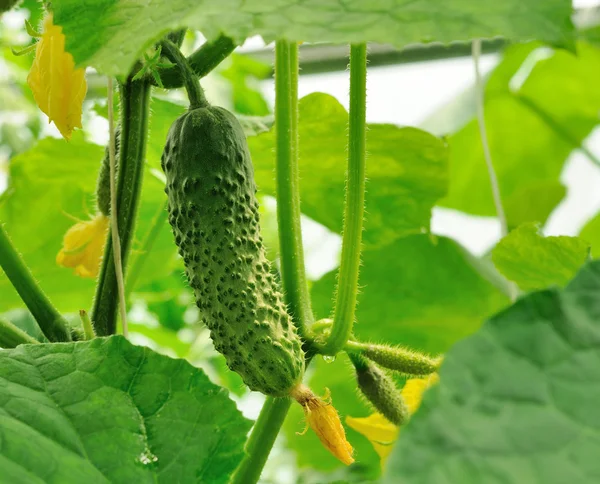 Young cucumbers growing on the rod and cucumber ovaries — Stock Photo, Image