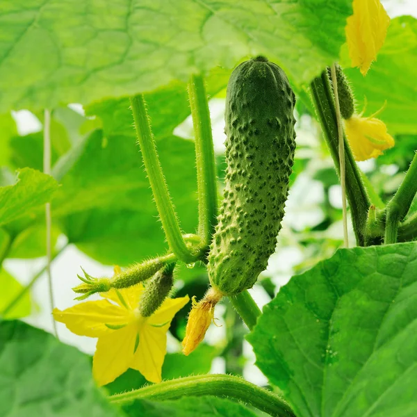 Genç salatalık büyüyen ve salatalık yumurtalık