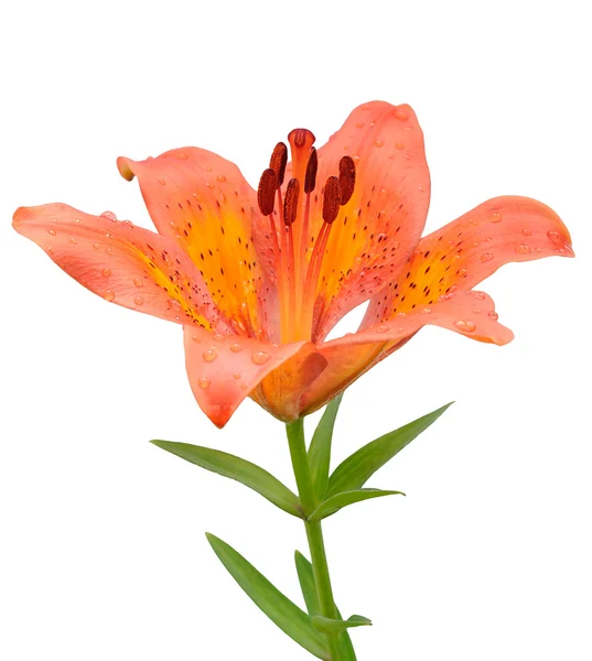 Orange Lilie Blume isoliert auf weißem Hintergrund — Stockfoto