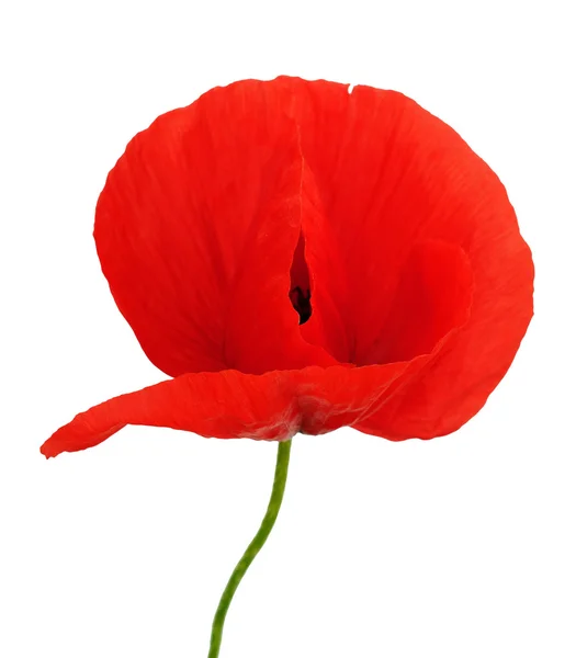 Bright flower of poppy isolated — Stock Photo, Image