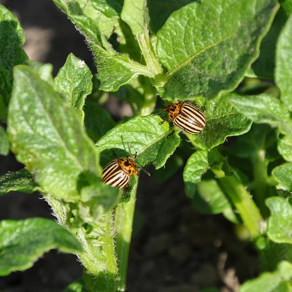Two Colorado beetles on potato leaf — Stock Photo, Image